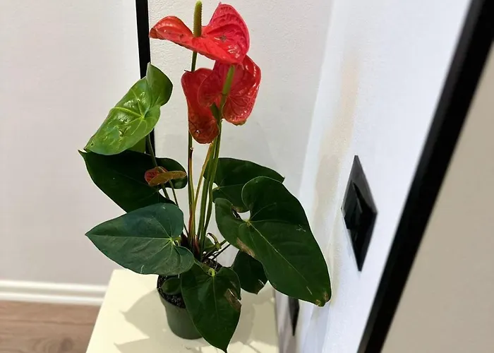 Heart Of * Τίρανα